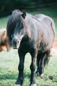Full length of black horse standing on field