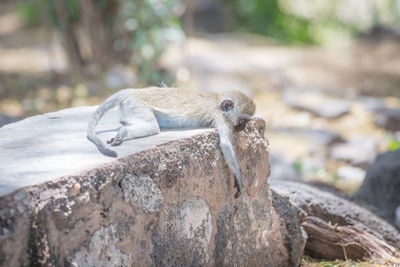 Close-up of lizard on rock