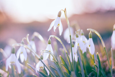 Close-up of crocus blooming outdoors