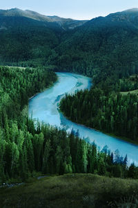 Scenic view of river amidst trees in forest