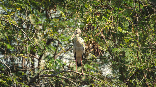 View of giraffe in forest