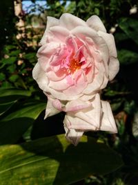 Close-up of pink rose blooming outdoors