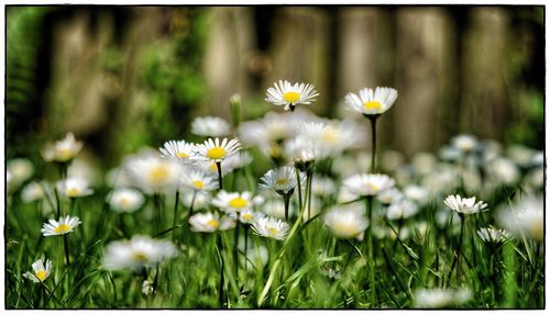 Close-up of white daisy flowers on field