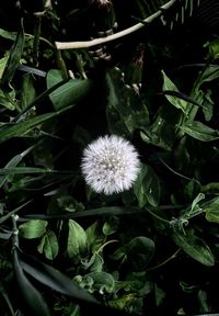 Close-up of white flowering plant