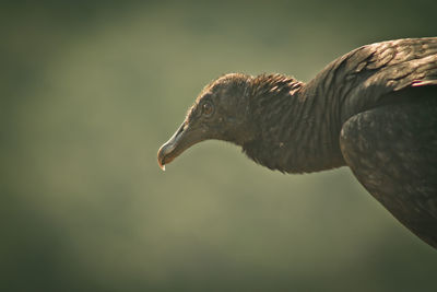 Close-up of vulture on sunny day