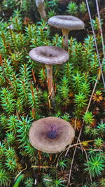 Close-up of mushroom growing on field