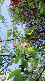 Low angle view of flowering plants on tree