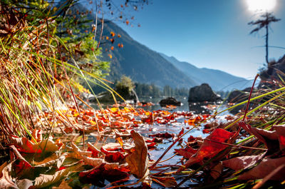 Close-up of autumn leaves on mountain against sky