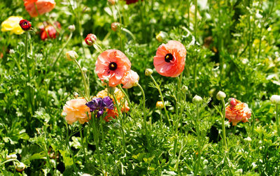 Close-up of flowering plants growing on field