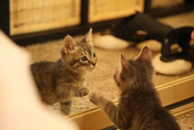 Close-up of kitten sitting