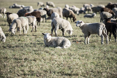 Sheep grazing on field