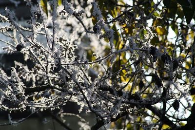 Close-up of snow on tree