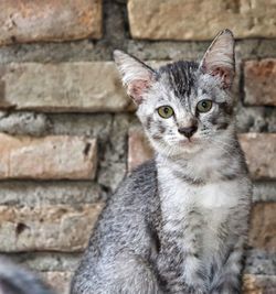 Close-up portrait of cat against wall