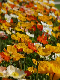 Close-up of orange flowers blooming outdoors