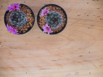 High angle view of potted plant on table