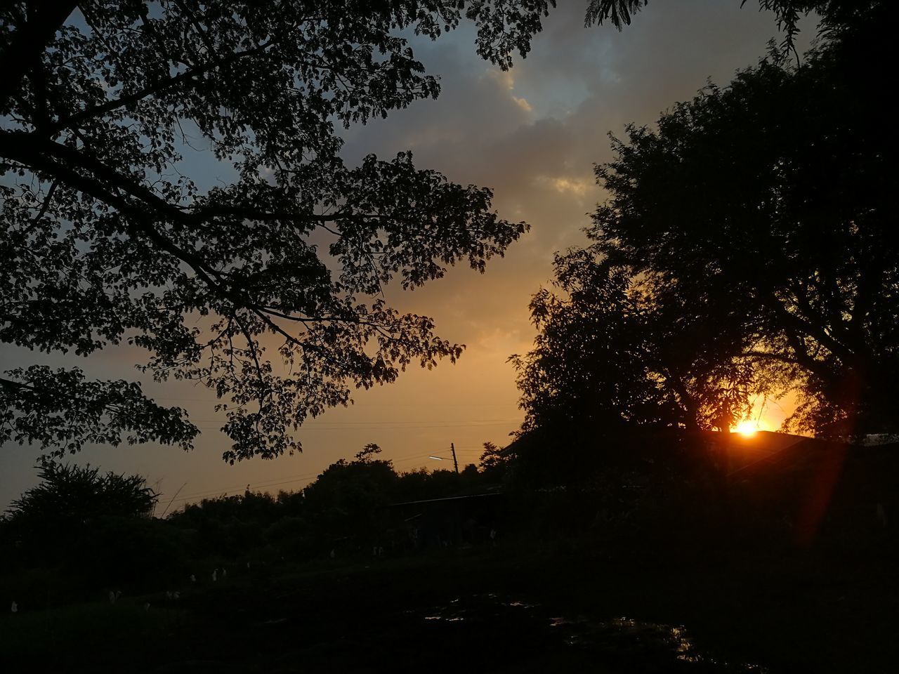 LOW ANGLE VIEW OF SILHOUETTE TREES AGAINST ORANGE SKY