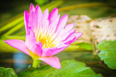 Close-up of pink water lily in lake