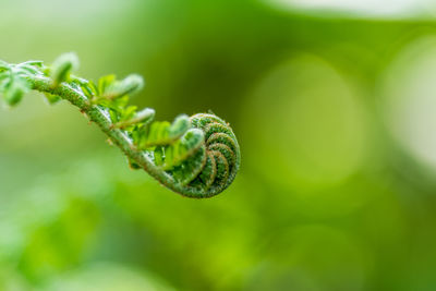 Close-up of lizard on leaf