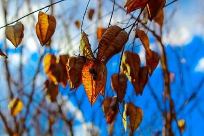 Low angle view of winter cherry hanging on tree