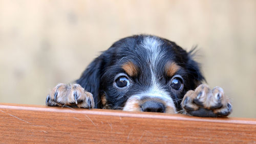 Curious brittany spaniel puppy - epagneul breton