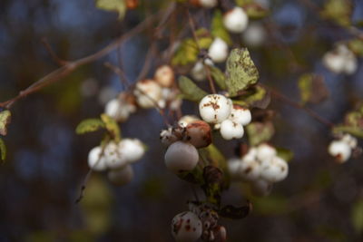 Close-up of white flowers on tree