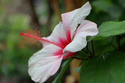 Close-up of hibiscus flower