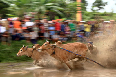 Flock of sheep running by blurred background