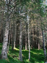 Trees in forest