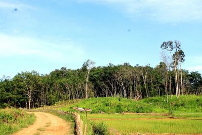 Road amidst trees on field against sky