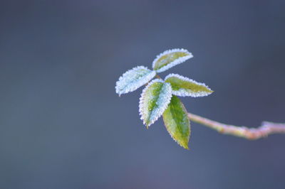 Close-up of plant against sky