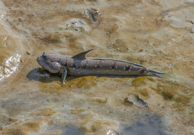 High angle view of fish swimming in sea