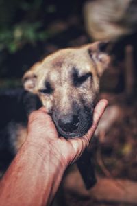 Close-up of man holding dog