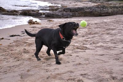 Dog resting on beach