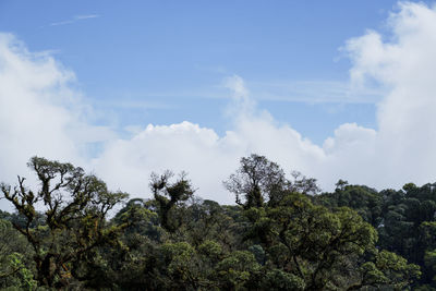 Low angle view of trees against sky