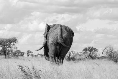 Elephant standing on field against sky