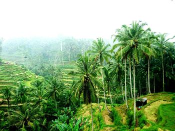 Scenic view of palm trees against sky