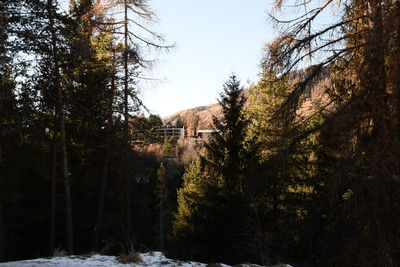 Trees by house in forest during winter