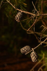 Close-up of dried plant