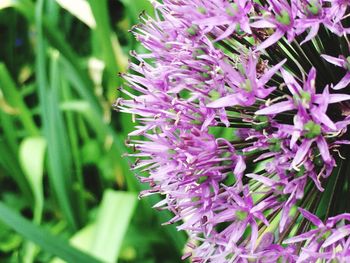 Close-up of pink flowers