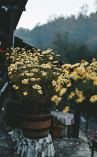 Close-up of yellow flowers in pot