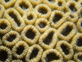 Full frame shot of coral sea