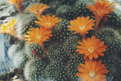 Close-up of orange cactus flowers