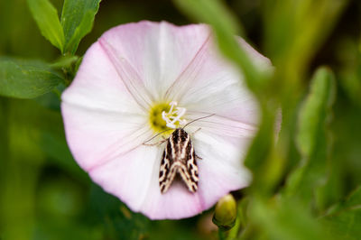 Close-up of insect on purple flower