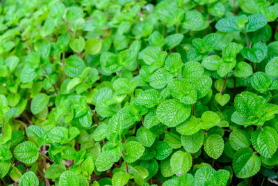 Full frame shot of green plants