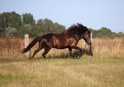 Horse running on grassy field