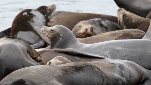 Close-up of sea lion