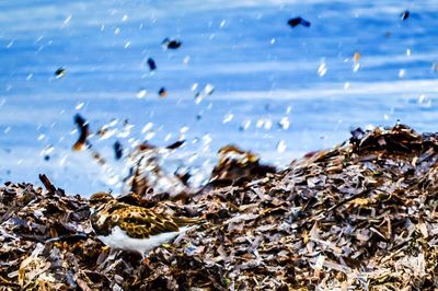 Bird perching on garbage dump