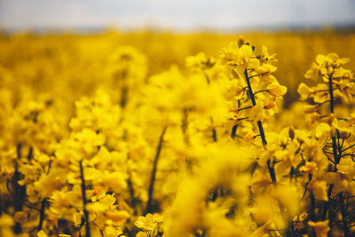 Yellow flowering plants growing on field
