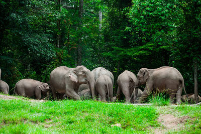 Elephant in a field