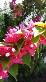 Close-up of pink flowers